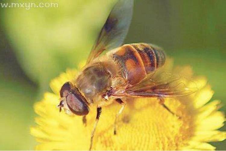 梦见自己被蜜蜂蛰是什么意思