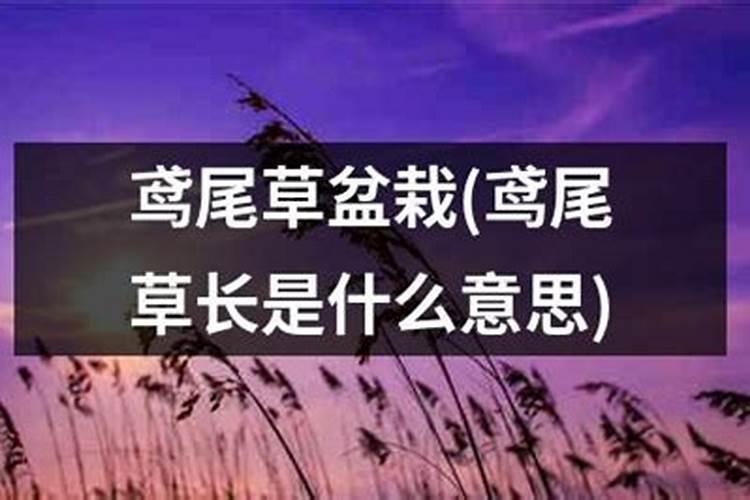 地壮草长是什么生肖