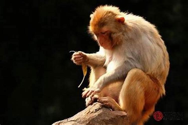 猴男容易爱上哪个生肖女