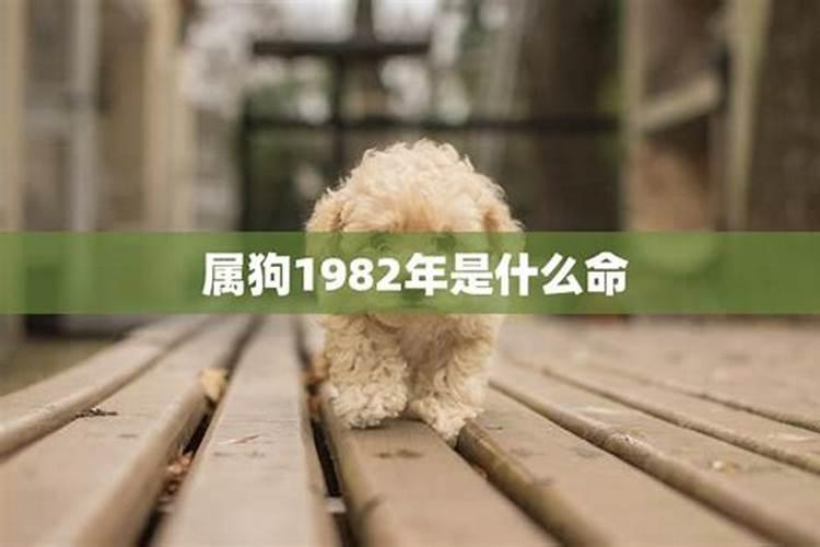 1982年属相是属什么的