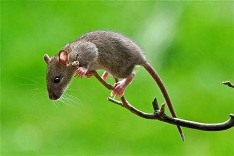 梦见老鼠是什么预兆鼠
