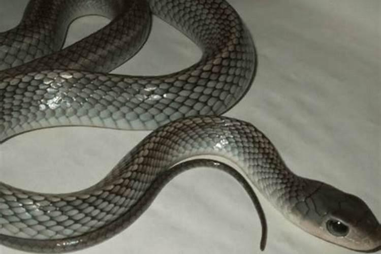 怀孕初期梦见蛇是什么预兆