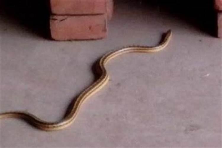 家门口有一条小蛇好吗风水