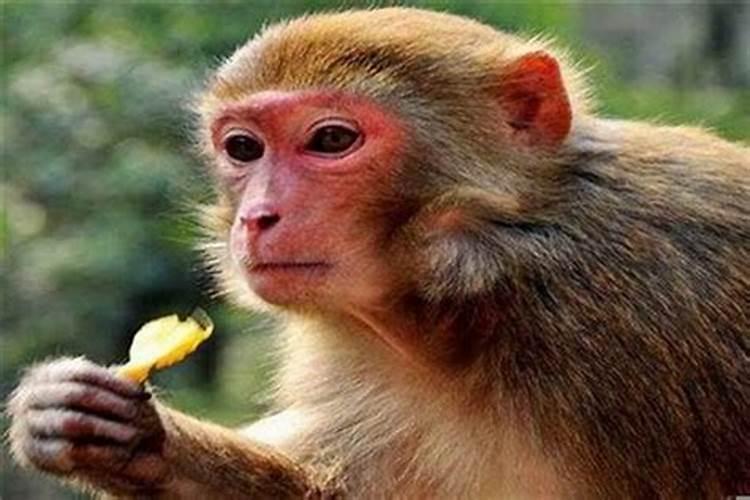 2016年属猴的幸运色是什么颜色