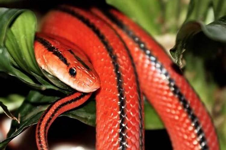 备孕梦见红色的蛇是什么意思