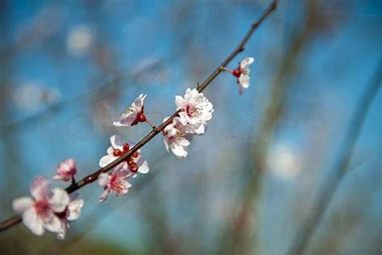 梅花香自苦寒来代表什么动物