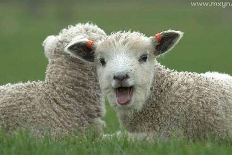 梦见小羊羔是什么意思