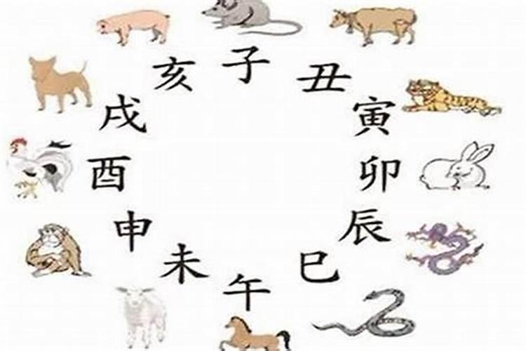 蛇和猪八字合吗