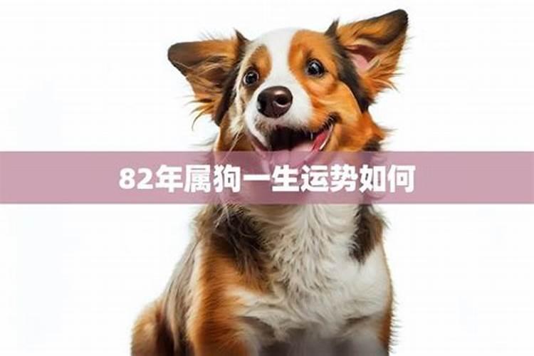 生肖狗82年一生运程