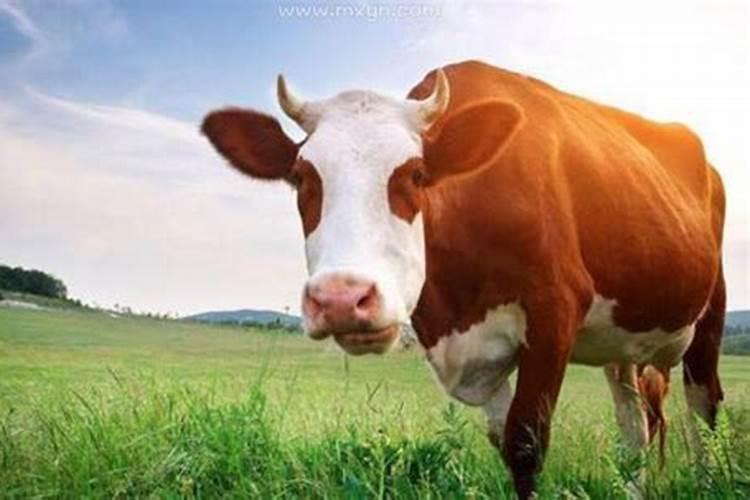 老梦到牛是什么意思