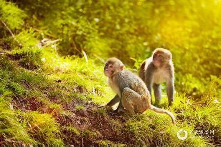 属龙今年犯太岁适合带什么生肖