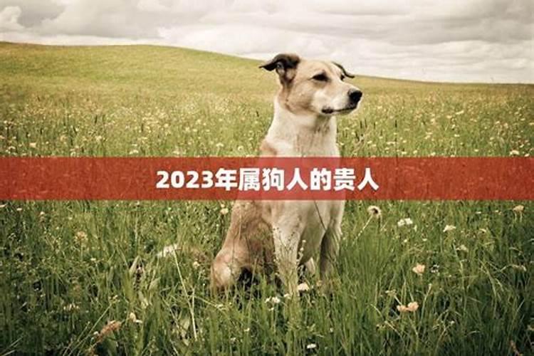 2023年属狗的是什么命运