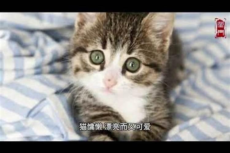 梦见猫是什么情况啊