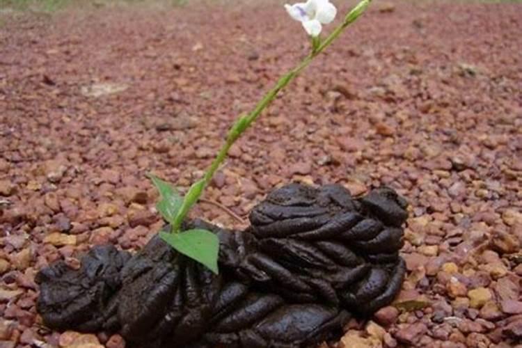 中国传统节日冬至节风俗有哪些