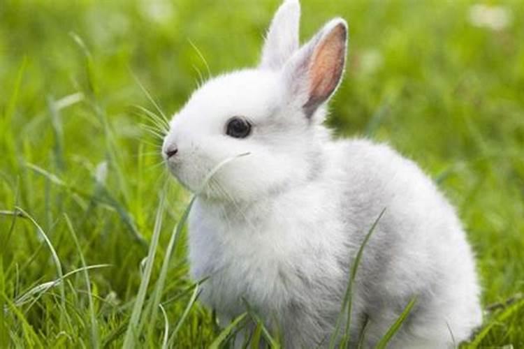 兔子是不是冬至出生的