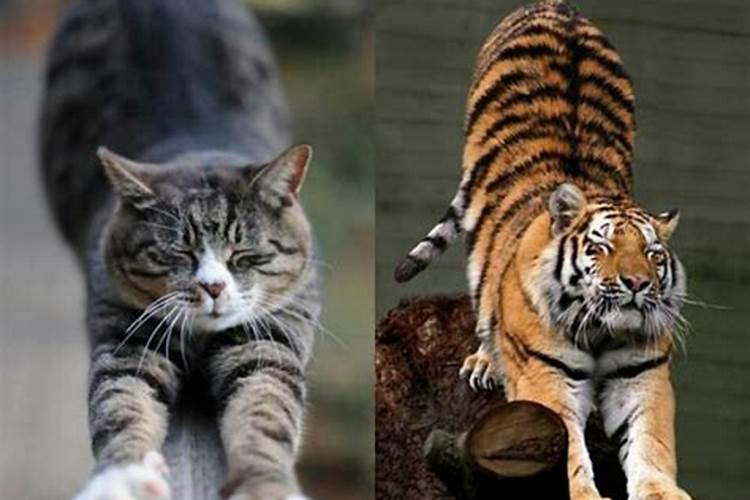 梦见好几只老虎和猫
