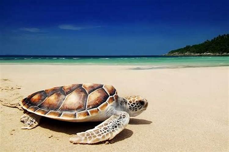 梦见大海龟在天上游